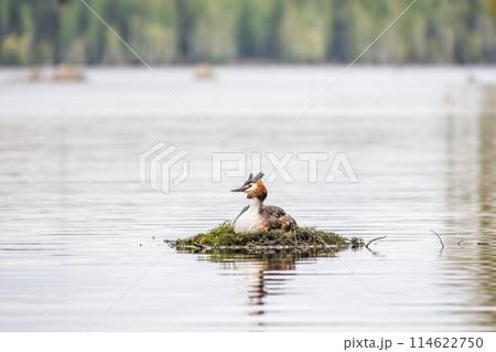Great Crested Grebe, Podiceps cristatus, water bird sitting on the nest, nesting time on the green lake Great Crested Grebe, Podiceps cristatus, water bird sitting on the nest, nesting time on the green lake 114622750