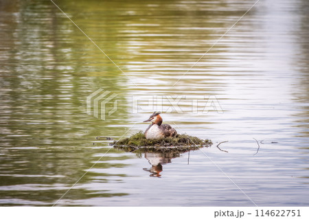 Great Crested Grebe, Podiceps cristatus, water bird sitting on the nest, nesting time on the green lake Great Crested Grebe, Podiceps cristatus, water bird sitting on the nest, nesting time on the green lake 114622751