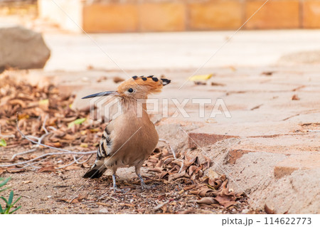 Eurasian hoopoe or Common hoopoe (Upupa epops) bird close-up on the ground Eurasian hoopoe or Common hoopoe (Upupa epops) bird close-up on the ground 114622773