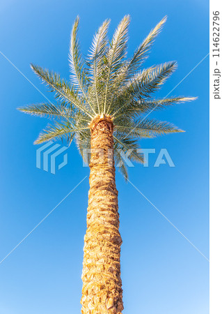 Palm tree with green leaves on blue background 114622796