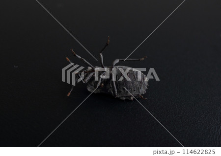 カメムシの黒バックスタジオ撮影 カメムシの黒バックスタジオ撮影 114622825
