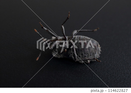 カメムシの黒バックスタジオ撮影 114622827