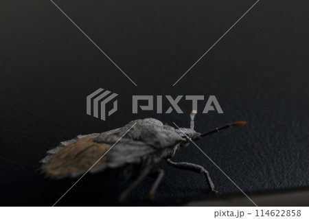 カメムシの黒バックスタジオ撮影 114622858