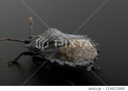 カメムシの黒バックスタジオ撮影 114622860