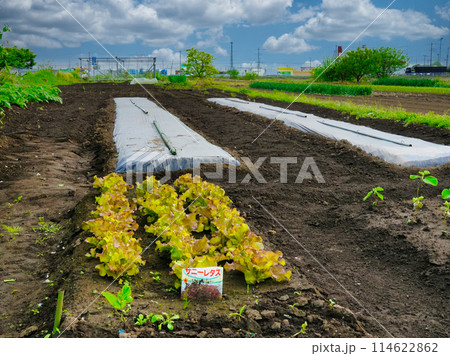 サニーレタスを作る・5月の畑 菜園(埼玉県春日部市) 114622862