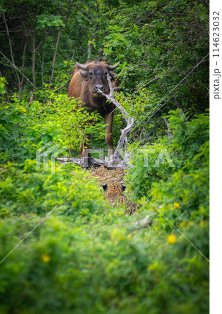 Prey and predator encounter, wild buffalo directly looking at the leopard at Yala National Park. Prey and predator encounter, wild buffalo directly looking at the leopard at Yala National Park. 114623032