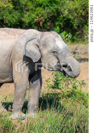 Sri Lankan Elephant drinking water from a waterbody at Yala National Park, 114623061