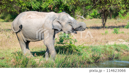 Sri Lankan elephant quenching its thirst, Dring water from a fresh waterbody at Yala National Park. 114623066