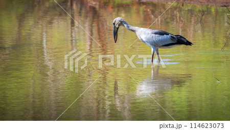 Asian Openbill Stork hunting on shallow water at Yala National Park. 114623073