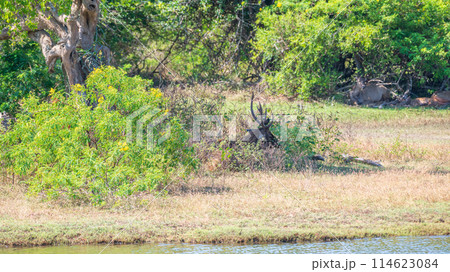 Sri Lankan Sambar deers resting under the shade of a tree on a hot sunny day. Sri Lankan Sambar deers resting under the shade of a tree on a hot sunny day. 114623084