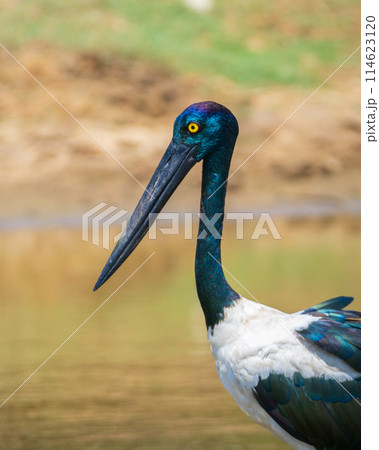 Female Black-necked Stork bird close-up portrait shot, Beautiful safari sighting at Yala National Park. The largest and rarest bird in Sri Lanka. 114623120
