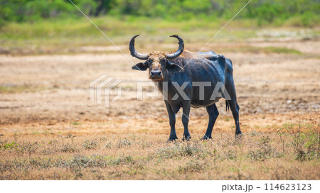 Wild water buffalo (Bubalus bubalis) also called Asian buffalo or Asiatic buffalo standing on a field and looking at the camera, natural habitat shot from the Yala National Park. Wild water buffalo (Bubalus bubalis) also called Asian buffalo or Asiatic buffalo standing on a field and looking at the camera, natural habitat shot from the Yala National Park. 114623123