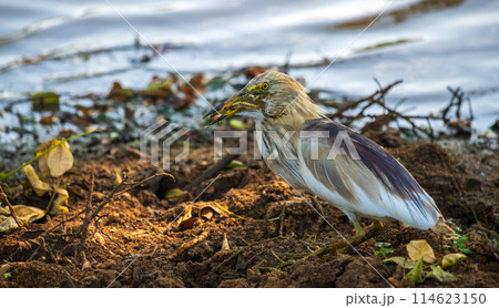 Indian pond heron eating a frog at Yala National Park. 114623150