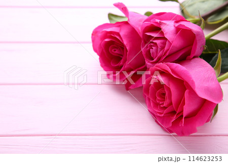 Three beautiful pink roses on pink background Three beautiful pink roses on pink background 114623253