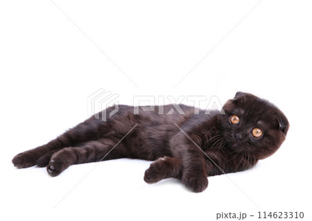 Black cat british shorthair with yellow eyes on white background 114623310