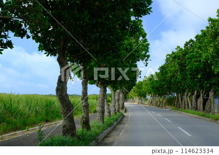 国道のマクラム道路 114623334