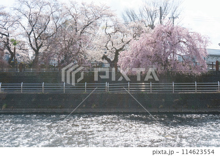田川沿いの桜 114623554