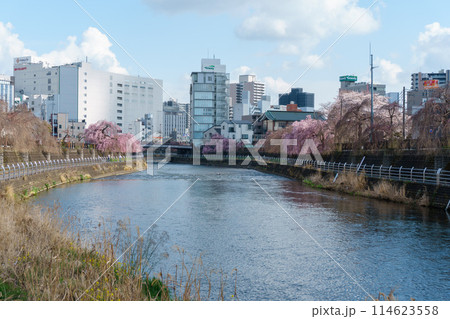 春の田川 114623558