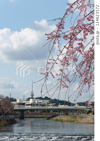 春の田川 114623572