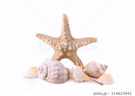 Seashells isolated on white background, summer concept Seashells isolated on white background, summer concept 114623942
