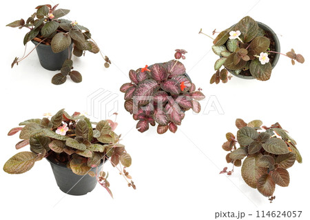 Episcia Cupreata house plants isolated on white background Episcia Cupreata house plants isolated on white background 114624057