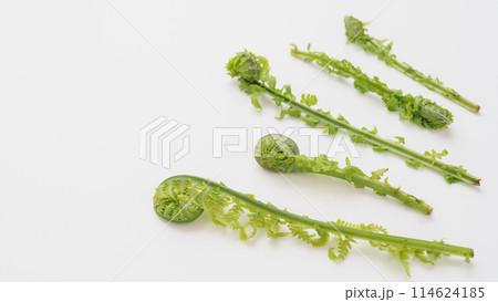 コゴミ｜春の山菜　イメージ 114624185