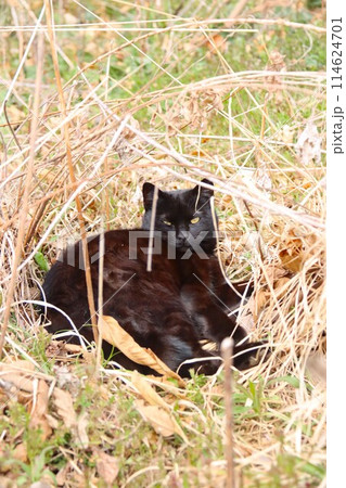 里山の枯れ草の中で見つめる黒い野良猫 里山の枯れ草の中で見つめる黒い野良猫 114624701