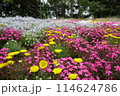 カラフルな花壇 114624786