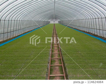 苗づくり 114624864