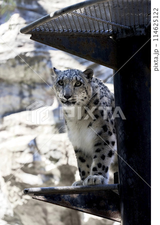 大森山動物園　ユキヒョウ 114625122