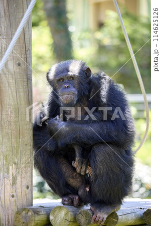 大森山動物園　チンパンジー 114625126