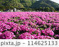 芝桜 114625133