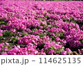 芝桜 114625135