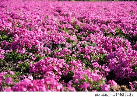 芝桜 芝桜 114625135