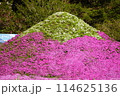 芝桜と富士山 114625136