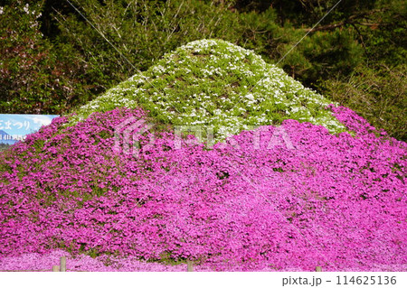 芝桜と富士山 114625136