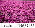 一面に広がる紫の芝桜 114625137