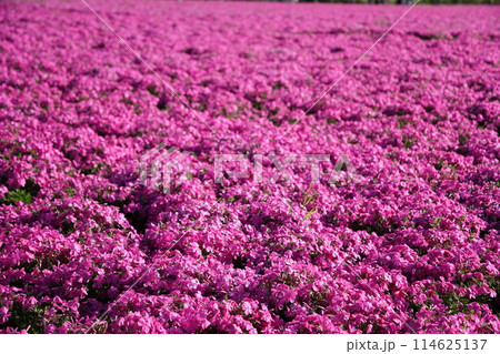 一面に広がる紫の芝桜 一面に広がる紫の芝桜 114625137