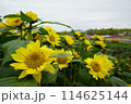 向日葵 114625144