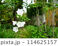 白い花 114625157