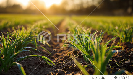 Sunlight over young crops in farmland. 114625576