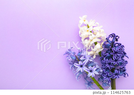 Bunch of hyacinths flower on a purple background. Bunch of hyacinths flower on a purple background. 114625763