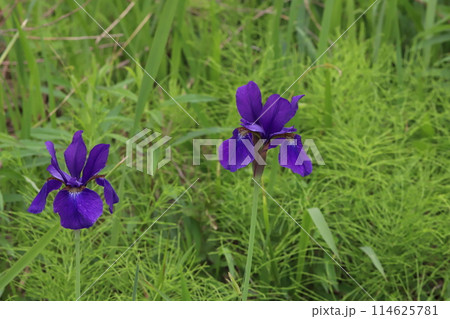 春の野原に咲く紫色のアヤメの花 114625781