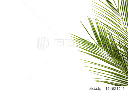 Green leaves of palm tree isolated on white background Green leaves of palm tree isolated on white background 114625943