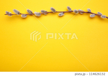 Willow catkins on a yellow background with copy space, easter Willow catkins on a yellow background with copy space, easter 114626132