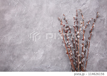 Willow catkins on a grey concrete background with copy space, easter 114626156
