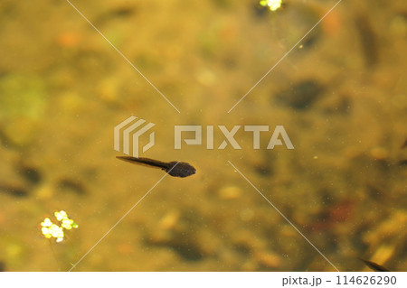 おたまじゃくし おたまじゃくし 114626290