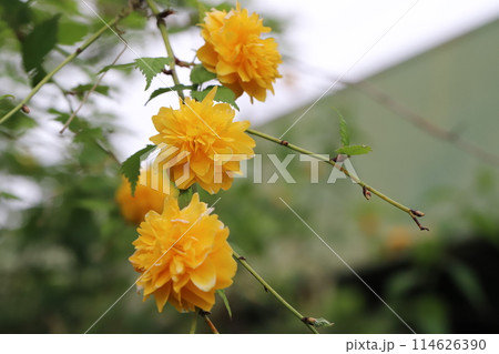 春の庭に咲くオレンジ色で八重咲きのヤマブキの花 114626390