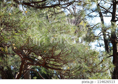 東京都市風景 有栖川宮記念公園 東京都市風景 有栖川宮記念公園 114626513