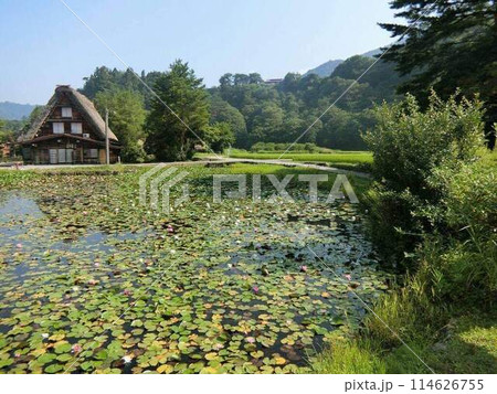 睡蓮の咲く池と合掌造り 睡蓮の咲く池と合掌造り 114626755